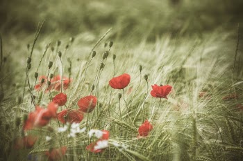 Unsplash ID omq2HpcGv-g