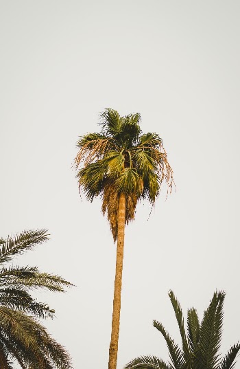 Unsplash ID oNSvTtnNXEc