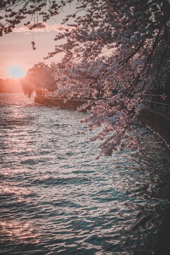 Unsplash ID OoPs2pfPmhg