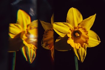 Unsplash ID oOuK7nlOfWg