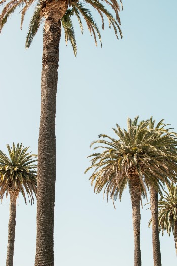 Unsplash ID OPPZqdcij4w