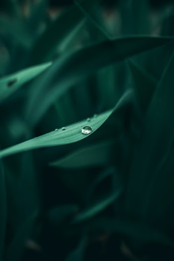 Unsplash ID OSn6jRnijnI