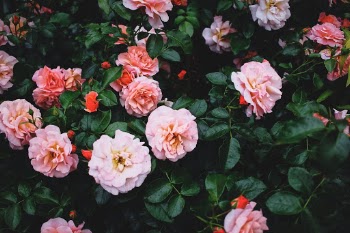 Unsplash ID otyp_qz4XTw