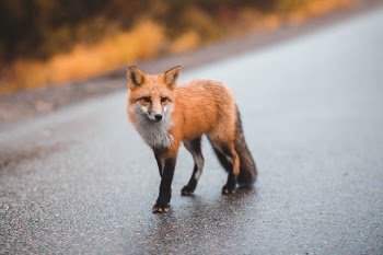 Unsplash ID OVWn1sbGIYQ