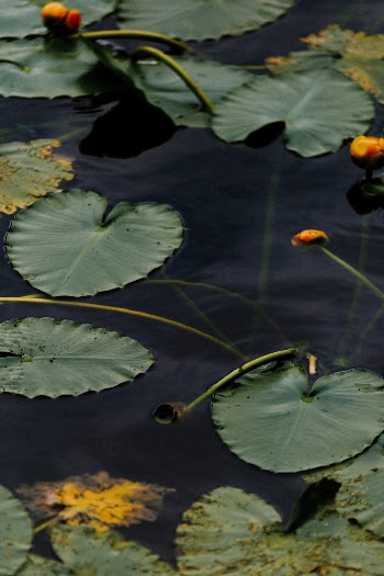 Unsplash ID oWJcgqjFb6I