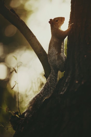 Unsplash ID OxQCGga9AYs