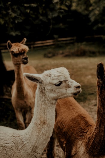 Unsplash ID OY6hJz5TBwM