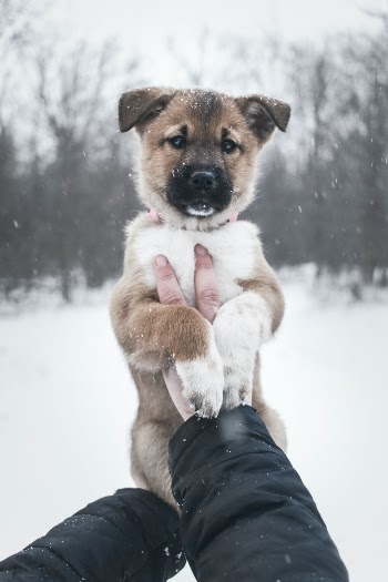 Unsplash ID p_GQJIMtj4c