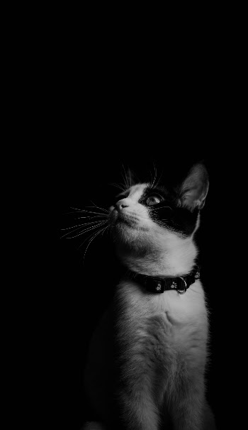Unsplash ID P1x3b24K_Pw