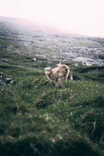 Unsplash ID p2B-shvm8Yo
