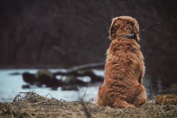 Unsplash ID _P92Jrf0h-E