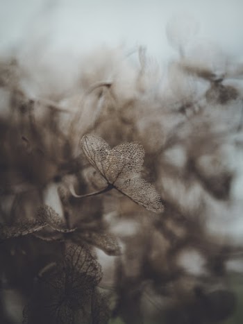 Unsplash ID peXQZg9icM0