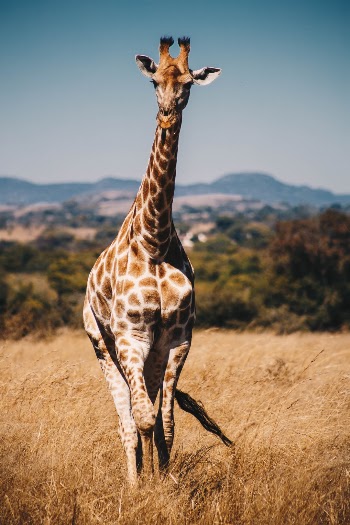 Unsplash ID pf97TYdQlWM