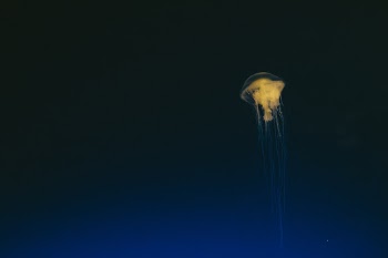 Unsplash ID PFimzg8OsX4