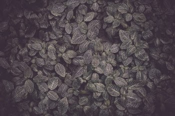 Unsplash ID PgGUNXQrSgM