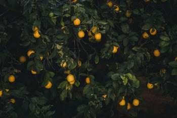 Unsplash ID pH6vl8AHOjI