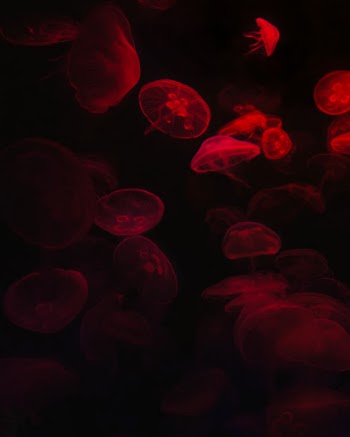 Unsplash ID pKPHfNQ-8GY