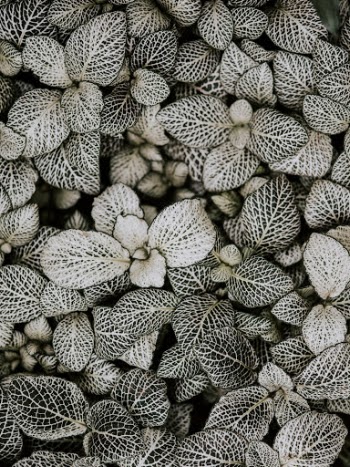 Unsplash ID Pl2VHDYjfIk