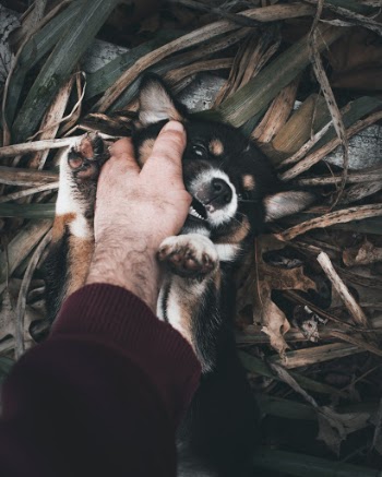 Unsplash ID plyCLMpXnAU
