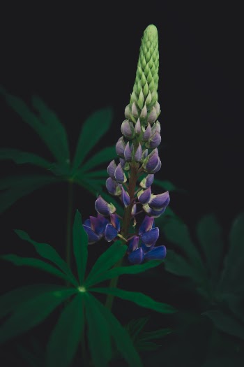 Unsplash ID pmfDqOhKKHk