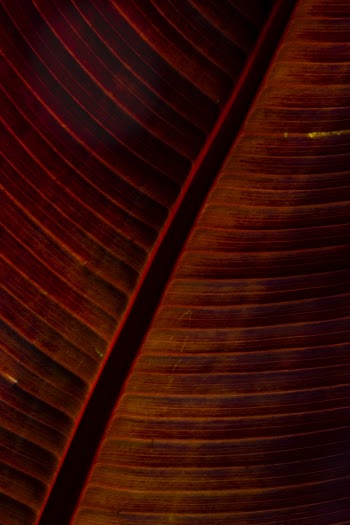 Unsplash ID Pms2KsP3Lcg