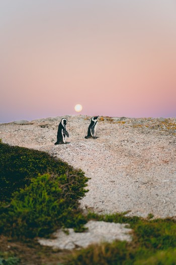Unsplash ID PnAc2UaeqII