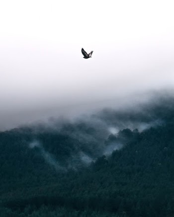 Unsplash ID pODpVzUS-yA
