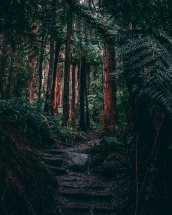 Unsplash ID ppDohWxalx0