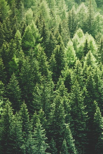 Unsplash ID ppr0o0dX3wk