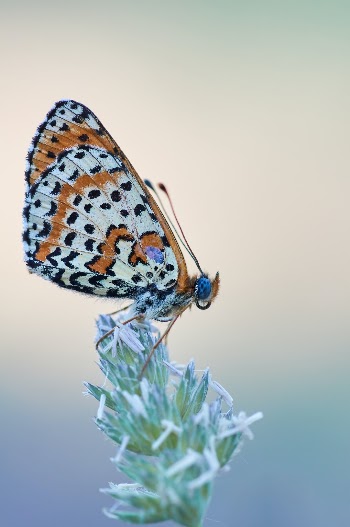 Unsplash ID PRWgfeB2rpQ