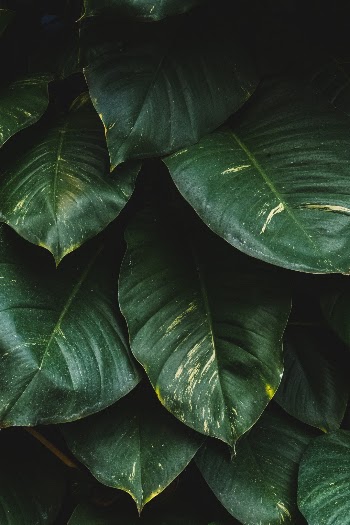 Unsplash ID ptuWfpasMSM