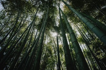 Unsplash ID Q1iS1aW0KHM