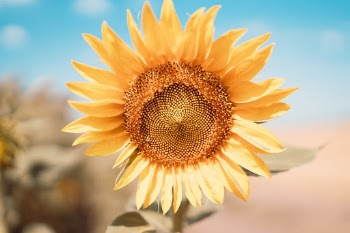 Unsplash ID qdRK3GDo8Ns