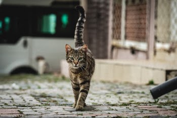Unsplash ID qeeyFVkHy_U