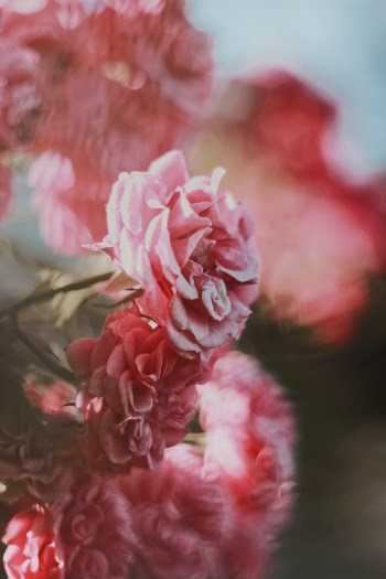 Unsplash ID qgkK0dWOhdY