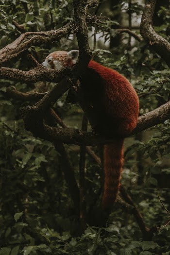 Unsplash ID qgP5USTq2gw