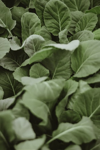 Unsplash ID QgXukSW5xBc