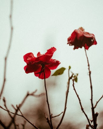Unsplash ID qIHIGRxB_tw