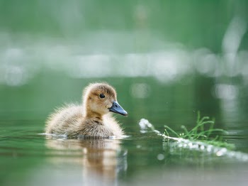 Unsplash ID qKFsEMwttM4