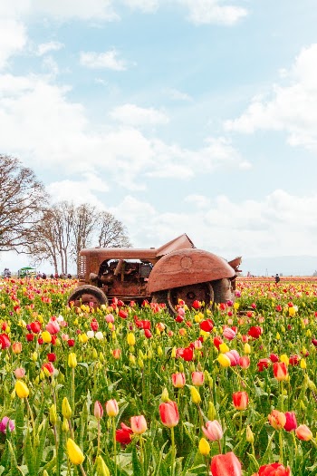Unsplash ID Ql7z0fslGp4
