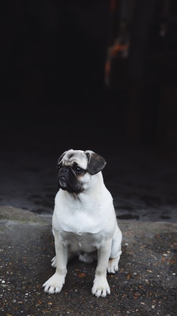 Unsplash ID qLubbNwBS1g