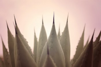 Unsplash ID Qp_VEo6ijZ4