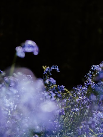 Unsplash ID Qq-U-PJEQHA