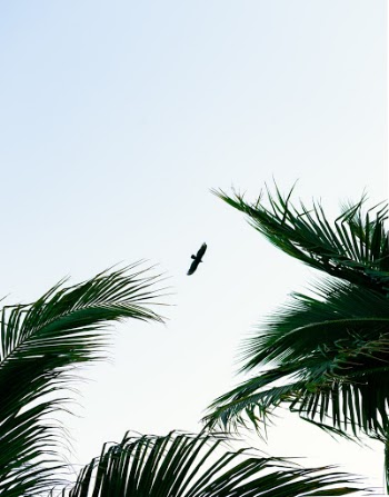 Unsplash ID qqcnY0F0VhY