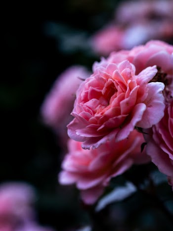 Unsplash ID QqKnvRpuefE