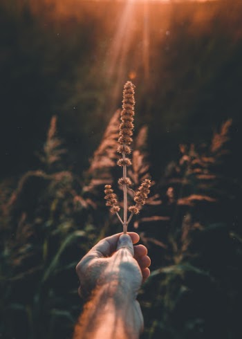 Unsplash ID QVDN2cKTAZY