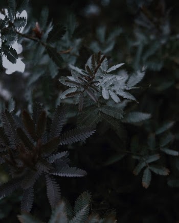 Unsplash ID QVe9Ago8Gbs