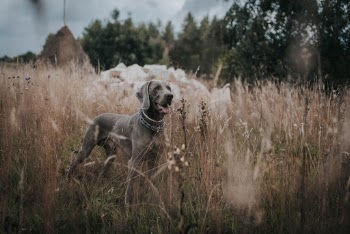 Unsplash ID QvwxYQMdsxY