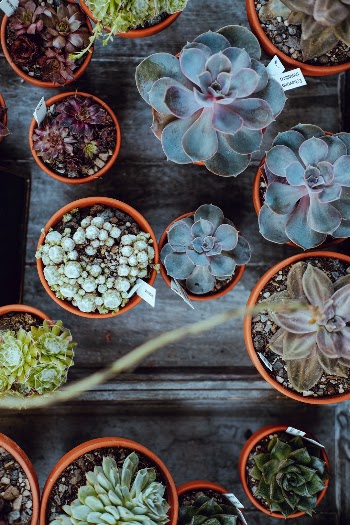 Unsplash ID qw0oFurynX8