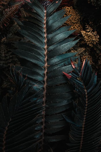 Unsplash ID r-Jfcg_mNEE